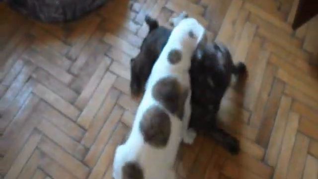 American Bulldog Vs French Bulldog ( Dog Fight )