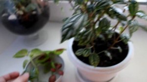 Пилея Кадье - уход в домашних условиях. [Надежда и Мир]