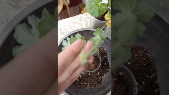 21 октября 2023 г.укоренение черенка ТА Эмануэль. смотреть онлайн