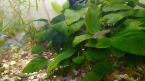 Что с анубиасом после часового погружения в лимонную кислоту?Ответы на вопросы #аквариумистика