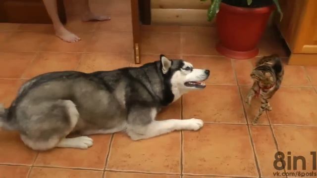 Хаски пытается поиграть с осторожной бенгальской кошкой на кухне Husky dog wants to play with a ca смотреть онлайн