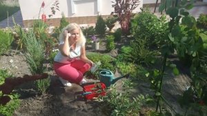 Чем подкормить барбарис