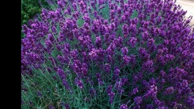 Песня - Горная лаванда