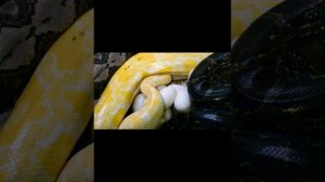 Размножение змей.  Откладка яиц. Нескучная жизнь.