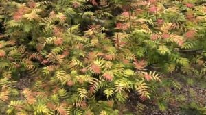 Что посадить на своем участке, чтобы не ухаживать?