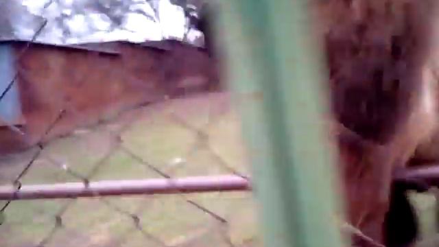 Ростовский зоопарк. Верблюд. VID 20151122 141736 смотреть онлайн