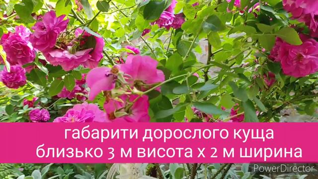 Троянда канадська Джон Кебот (John Cabot)