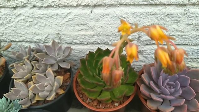 Echeveria Green Rose смотреть онлайн