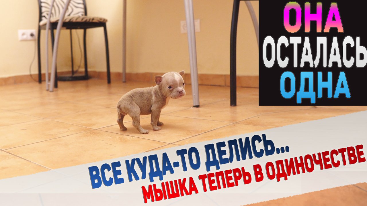 Братья и сестры переехали в вольер, а Мышка осталась одна. смотреть онлайн