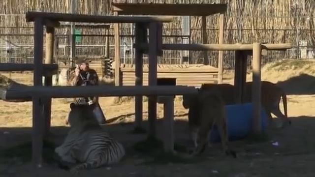 Liger attacks joe exotic FUNNY!!! смотреть онлайн