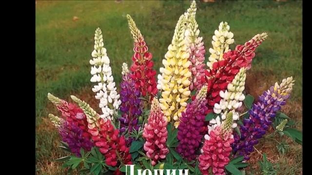 Тенелюбивые цветы для сада Цветы фото и названия смотреть онлайн