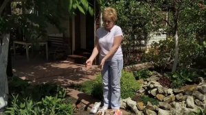 Минеральные удобрения для гортензии / Садовый гид