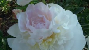 Пион ПЕТИКОАТ ФЛЮЕНС ? Paeonia PETTICOAT FLOUNCE: обзор, описание, цветение, отзыв