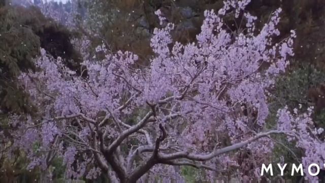 Последний самурай смотреть онлайн