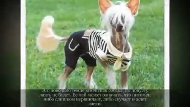 Маленькие породы собак КИТАЙСКАЯ ХОХЛАТАЯ смотреть онлайн