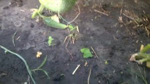 Как формировать огурцы Кураж F1