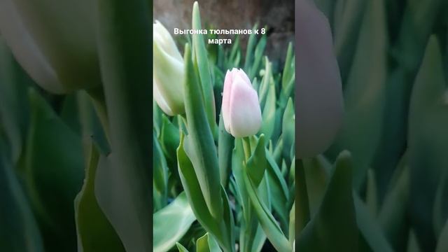 выгонка тюльпанов к 8 марта. температура выгонки +15, освещение круглосуточно. смотреть онлайн