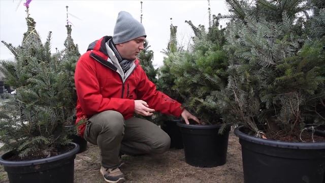 Abies nordmanniana - konténeres Nordmann fenyő /kaukázusi jegenyefenyő/ смотреть онлайн