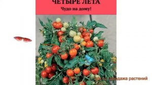Томат обыкновенный Беби (bebi) 🌿 обыкновенный томат Беби обзор: как сажать, семена томата Беби