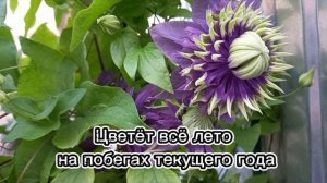 Клематис ТАЙГА
