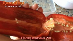 Перец Воловье ухо