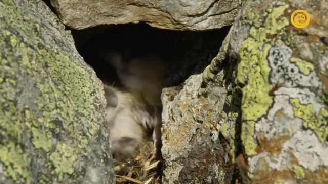 Лемминг Маленький Гигант Севера / Lemming Little Giant of the North | HD | смотреть онлайн