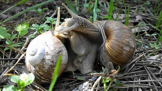 Любовь лесной улитки. Love forest snails. смотреть онлайн