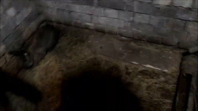 УБОЙНЫЙ вес Кролика ВЕЛИКАНА в 6 (шесть) месяцев! // Живой вес + Тушка! смотреть онлайн
