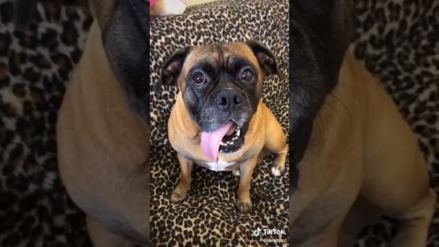 можно под березой найти говно! смотреть онлайн