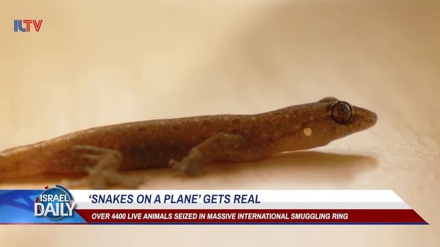 ‘Snakes On A Plane’ Gets Real - Your News From Israel смотреть онлайн