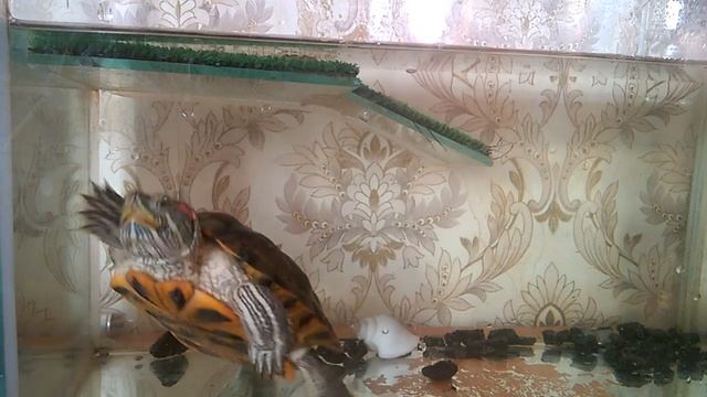 Моя красноухая черепаха смотреть онлайн