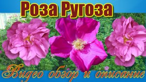 Роза Ругоза (Гибрид Rugosa)
