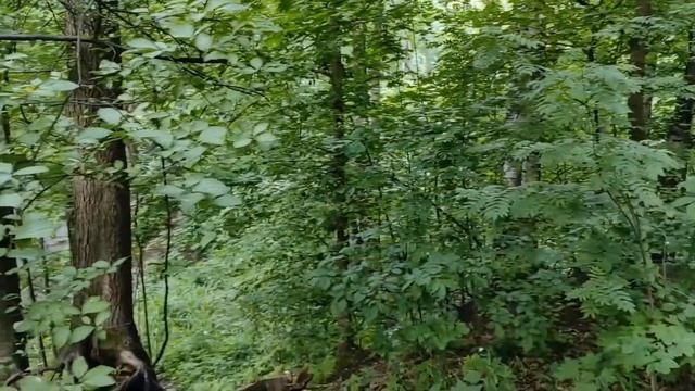покупки, кормлю белок, немного дачи) смотреть онлайн