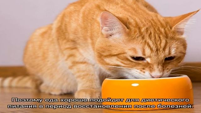 Фармина: корм для кошек, сухой и консервы смотреть онлайн