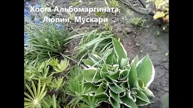 Клумбы в тени в мае смотреть онлайн