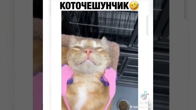 коточес
