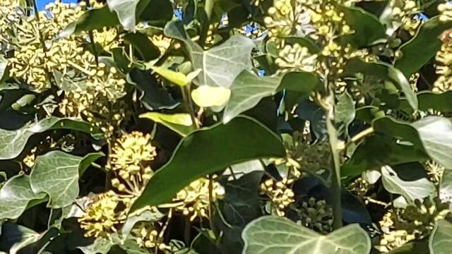 Цветение плюща в 2021 смотреть онлайн