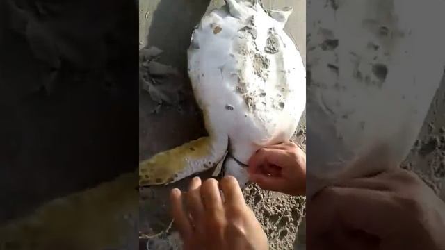 Salvando a tartaruga marinha смотреть онлайн