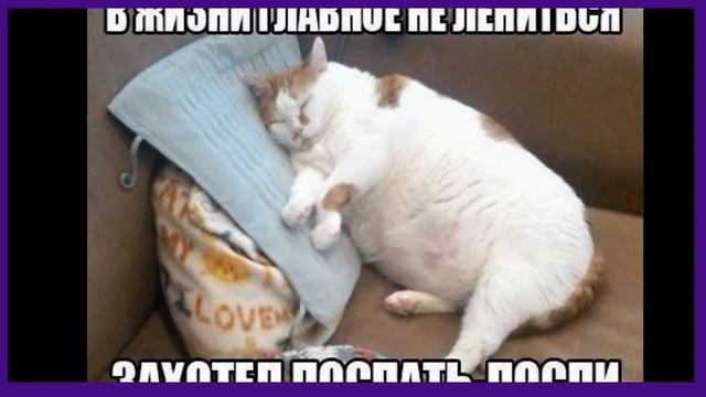 Музыкальная открытка Смешные животные 2 смотреть онлайн