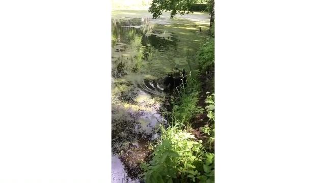 Тони и Лео/Шотландские терьеры на прогулке/Лето в Санкт-Петербурге смотреть онлайн