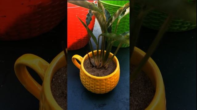 #shorts calathea rufibarba planting in tiny cup смотреть онлайн