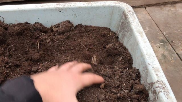 Тюльпаны в горшке к 8 марта. Выгонка тюльпанов в домашних условиях смотреть онлайн