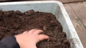 Тюльпаны в горшке к 8 марта. Выгонка тюльпанов в домашних условиях