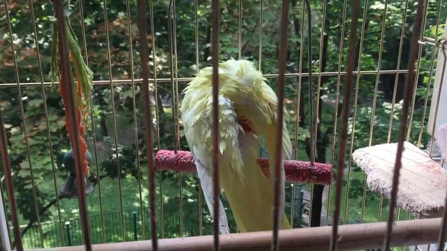 Корелла Тома после купания смотреть онлайн