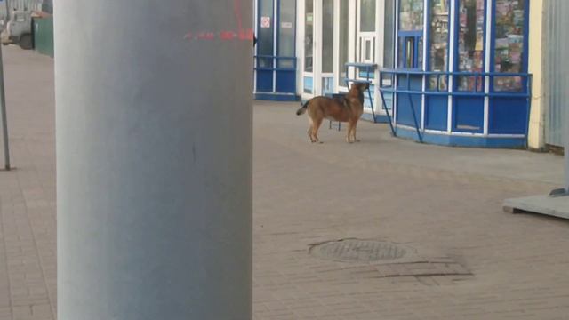 Тётенька, а у вас Педигри есть? А Чаппи? А Роял Канин? смотреть онлайн