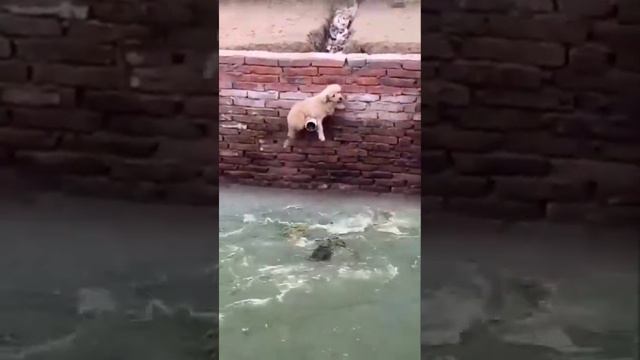 щенок спасся от крокодилов смотреть онлайн