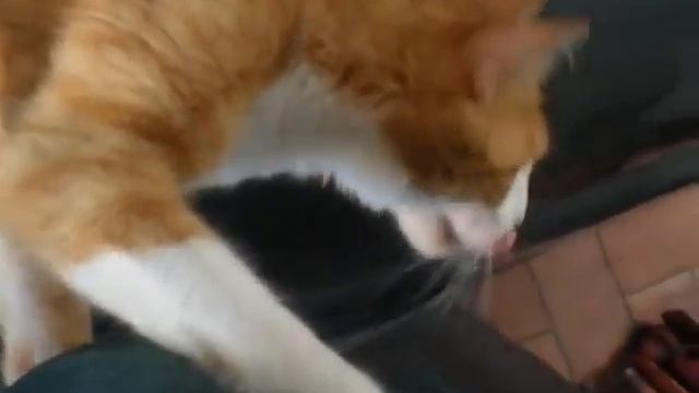 коты выбирают мерседес смотреть онлайн