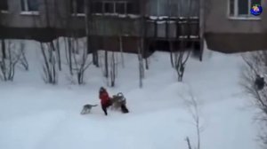 Что НЕЛЬЗЯ ДЕЛАТЬ при встрече с агрессивно настроенной собакой и как наверняка отпугнуть пса!