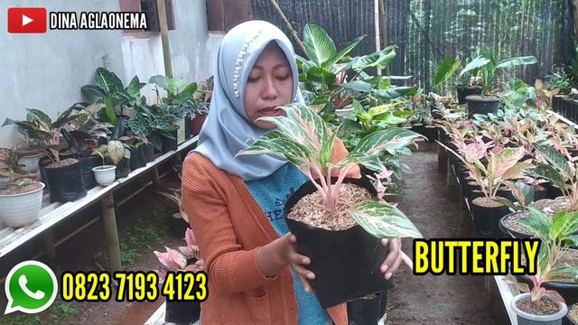 AGLAONEMA MURAH | TANIAN SENDIRI | OBRAL SPESIAL RAMADHAN | PROMO RILIS PERDANA смотреть онлайн