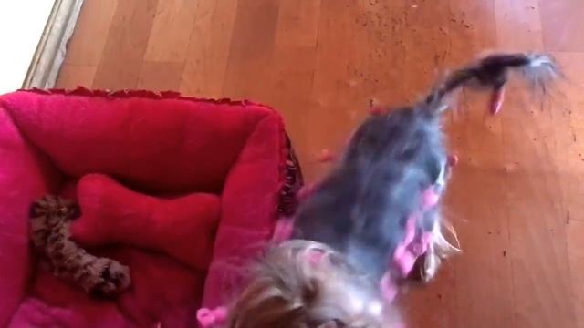 Собака, воспитанная кошками смотреть онлайн